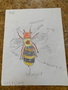 Sterlings bee drawing