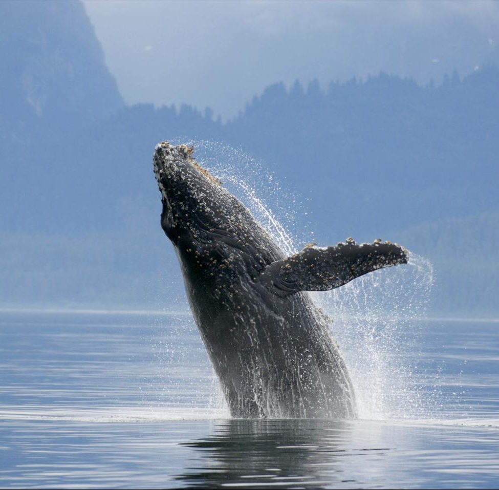 Endangered Blue Whales