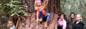 kinder in the redwoods hero