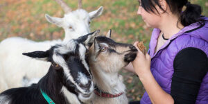 Goat Petting Zoo