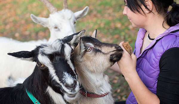 Goat Petting Zoo